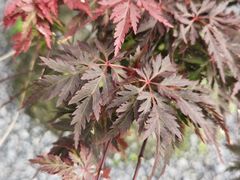 -云川台球(马甸店)