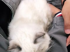 -宠福鑫康馨动物医院·骨科·眼科