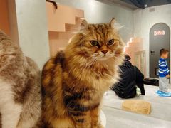 -猫儿山۰猫主题餐厅