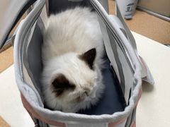 -宠颐生中康贝怡动物医院