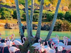 -奥兰多迪士尼动物王国乐园