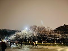 -武汉大学-樱园