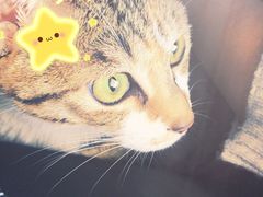 -关爱宠物医院·猫科中心·消化科(滨湖万达分院)