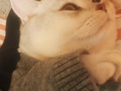 -1013 PET SHOP 宠物商店(近铁城市广场店)