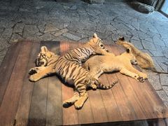 -上海野生动物园