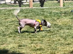 -爪吧宠物乐园 (温榆河示范区店)