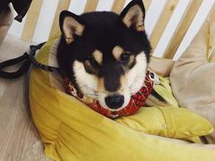 -柴迷FANS CLUB·柴犬狗咖·猫咖