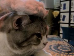 -平行世界·猫咖(首经贸店)