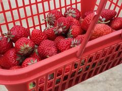 -胜丰草莓采摘园