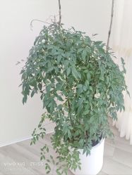 -HEYAN荷妍专业脱毛连锁机构