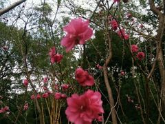 -桃花涧