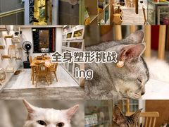 -楼上猫咖(罗湖店)
