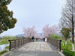 -长田漾湿地公园