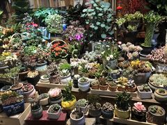 -秦美花卉(天朗·莱茵小城2期店)