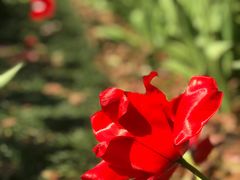 -上海鲜花港