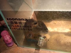 -zoonana室内动物园(东方福来德店)