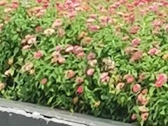 -长春公园(普阳街道)