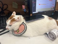 -瑞鹏宠物医院犬猫全科(真大分院)