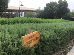 -田园东方蜜桃村的田野营地