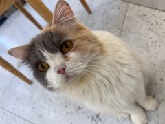 -喵园·猫主题咖啡厅·撸猫·猫咖(国贸店)