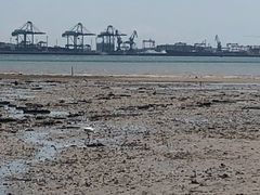 -厦金湾赶海场