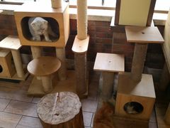 -more than meow吴止猫主题餐厅(承德 中船汇店)