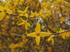 -北京西山国家森林公园