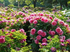 -洛阳市隋唐城遗址植物园