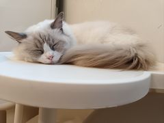 -有喵·猫咖·狗咖·30几只猫10只小狗(岗厦店)