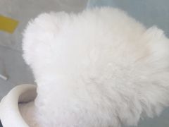 -中农国际动物医院24小时·猫科·骨科·急重症中心