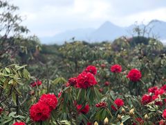 -贵州百里杜鹃风景名胜区