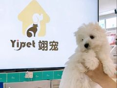 -翊宠yipet猫狗购宠庄园犬舍•猫舍