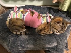 -北京赛佳动物医院