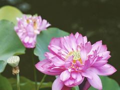 -豫园湖心亭茶楼