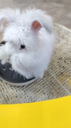 -神奇动物撸宠馆·羊驼·小浣熊·异宠(豫园店)