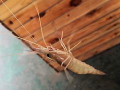 -小象钓虾·营地烧烤(洛溪店)