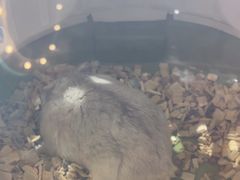 -FAELING PETS美天灵宠物(合生汇店)