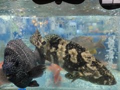 -绿雅居原生态农庄(小涌店)
