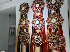 -青奢宠物·青奢猫舍