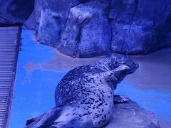 -上海海昌海洋公园