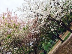 iphone_upload_pic-三鹰之森吉卜力美术馆