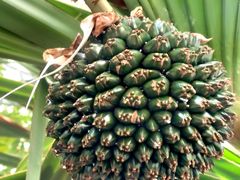 -北京植物园-展览温室