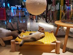 -momokira米努特·德文卷毛猫·棉花面纱犬