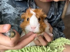 -瑞派·关忠动物医院·异宠专科·犬猫肿瘤·皮肤专科(望京店)