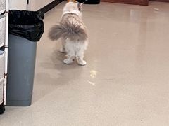 -共舞时光猫咖·狗咖(新街口店)