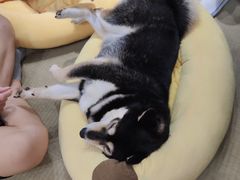 -逗柴咖啡屋·狗咖猫咖宠物桌游