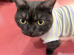 -和它·交个朋友·狗咖猫咖(爱琴海店)
