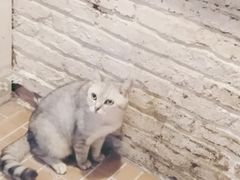 -猫咪博物馆(顶澳仔猫街店)