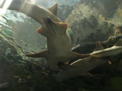 -瑞普利水族馆