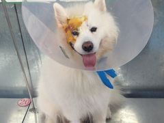 -北京赛佳动物医院